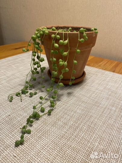 Крестовник роули