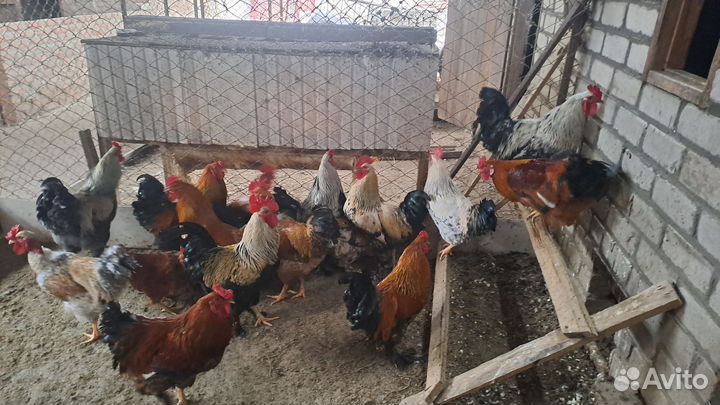 Молодые петухи