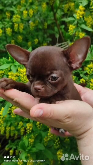 Щенки чихуахуа мини шоколадные