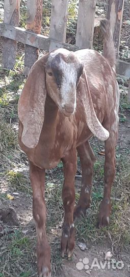 Козочки 50 камори