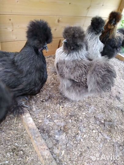 Инкубационное яйцо кур