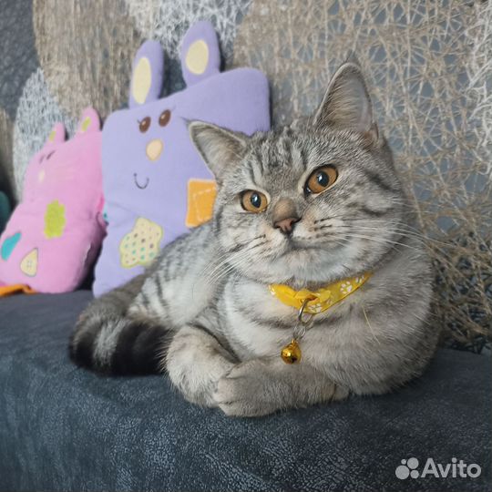 Нужен кот для вязки