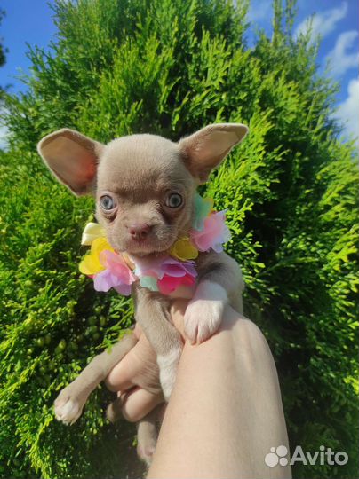 Лиловые и Шоколадные щенки Чихуахуа