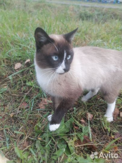 Домашние животные кошки