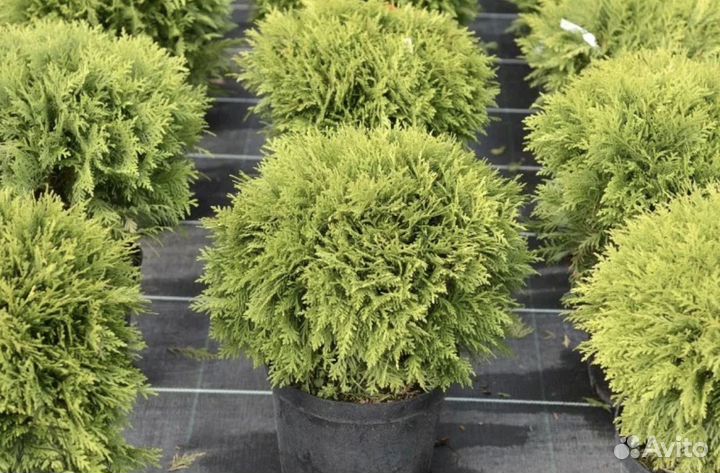 Туя шаровидная