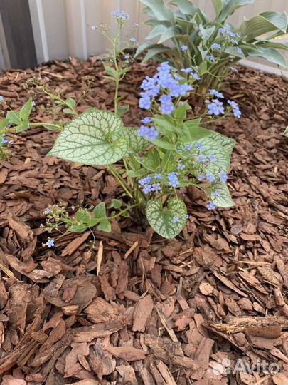 Мульча сосна лиственница