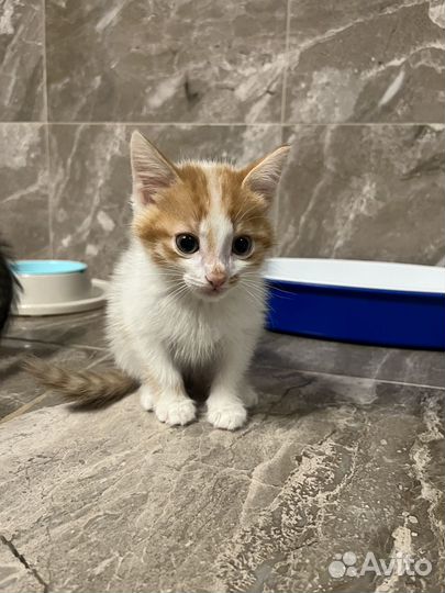 Котята