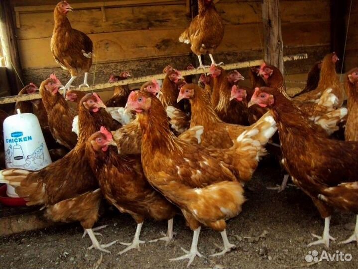 Куры - молодки на яйцо, 4 - 4.5-месячные