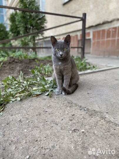 Котик ищет дом