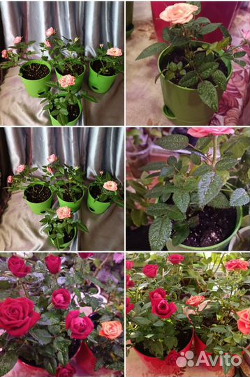 Розы горшечные домашние комнатные