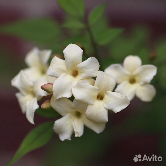 Жасмины комнатные