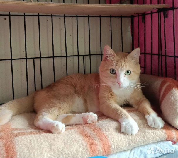 Котик ищет дом