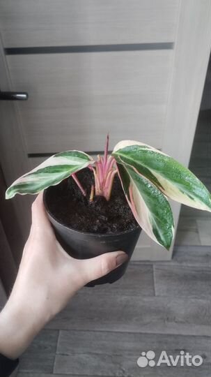 Строманта триколор