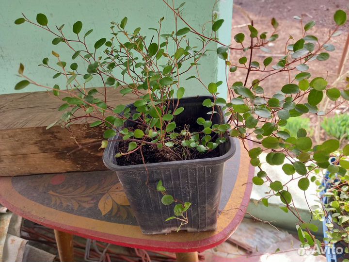 Комнатные цветы