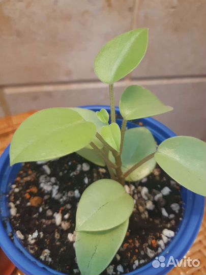 Пеперомия Лайм