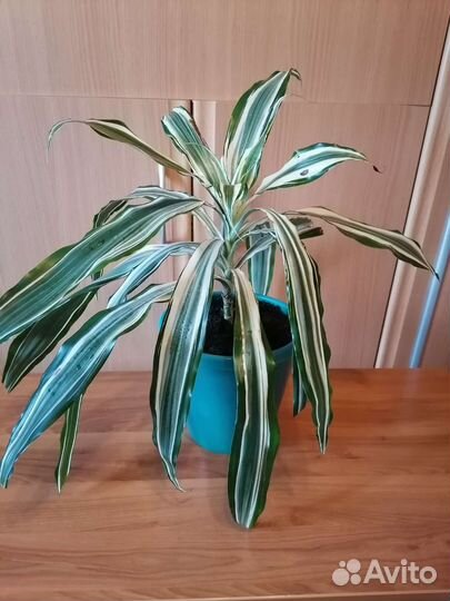 Драцена Варнески