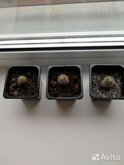 Кактус Ночная красавица