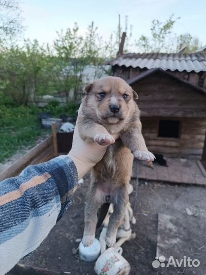Щенки бесплатно