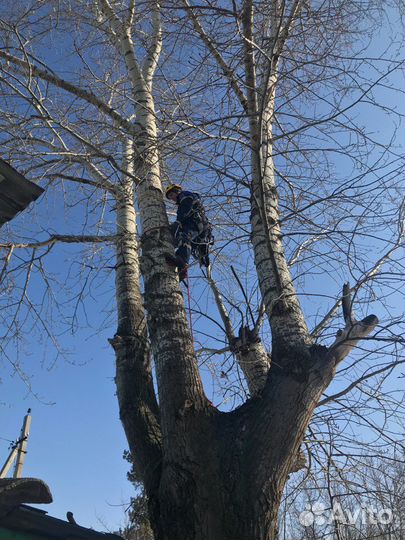 Спил деревьев