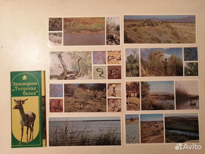 Набор открыток Заповедник Тигровая балка