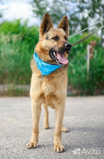 Домашнего Малыша сдали в приют