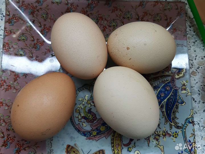 Домашние куриные яйца