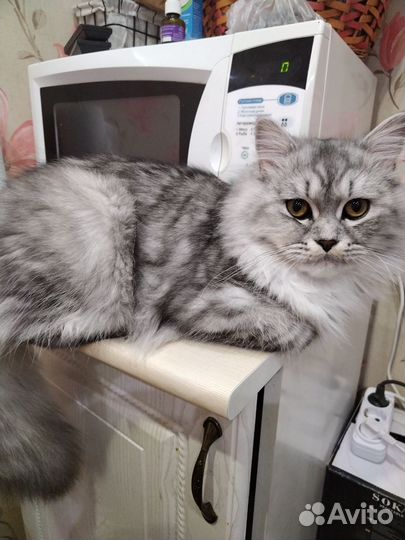 Кот для вязки