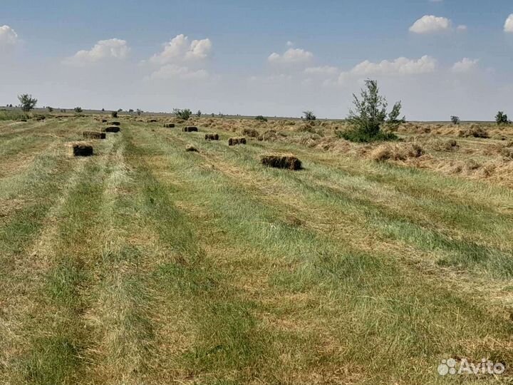 Сено в квадратных тюках