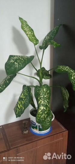 Диффенбахия пятнистая древовидная