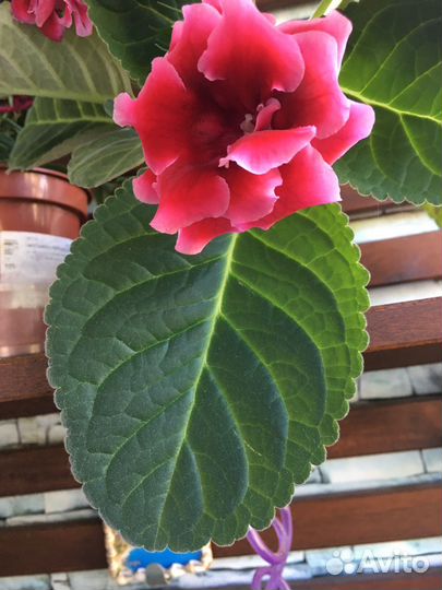 Глоксиния свежесрезаные листочки