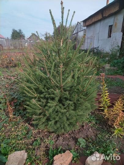 Продам елку