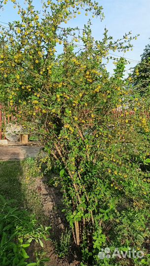 Саженцы барбарис