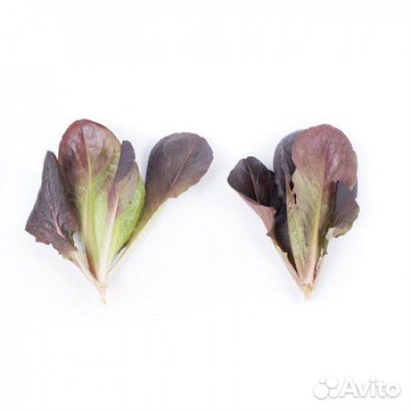 Семена Салата 