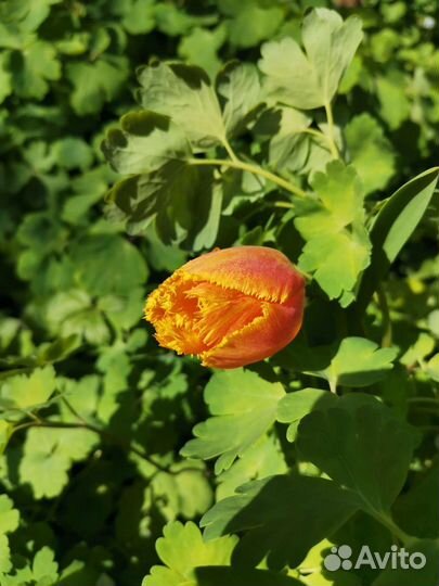 Саженцы тюльпанов с луковицами