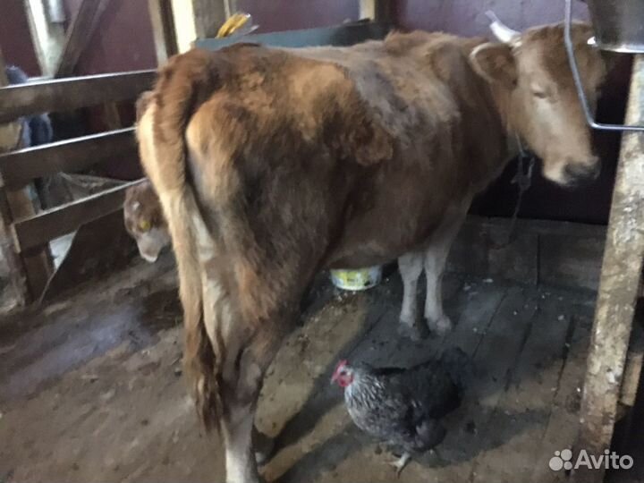 Коровы и телки