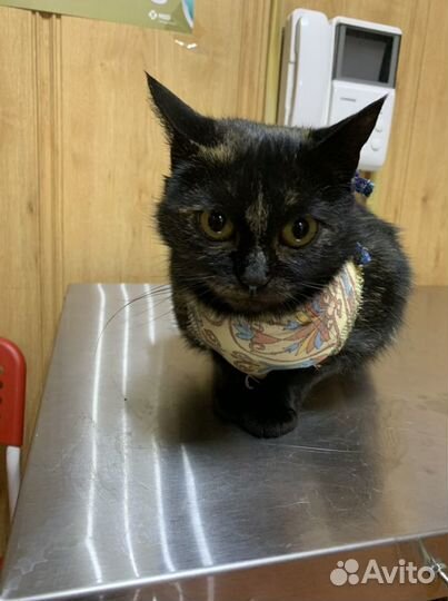 Кастрация стерилизация животных