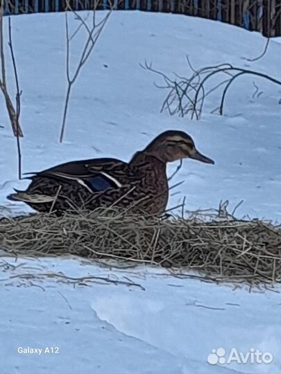 Подсадные утки (аренда)