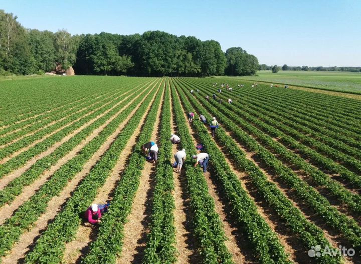 Рабочие в поле (подработка )