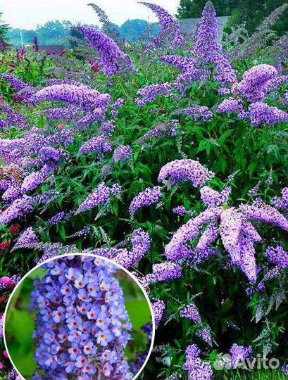 Буддлея Давида