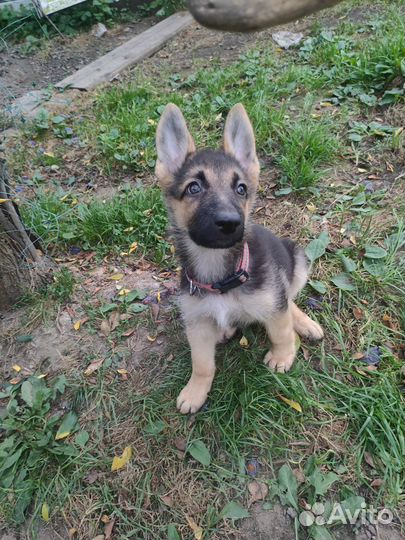 Щенки вео 2 месяца девочки