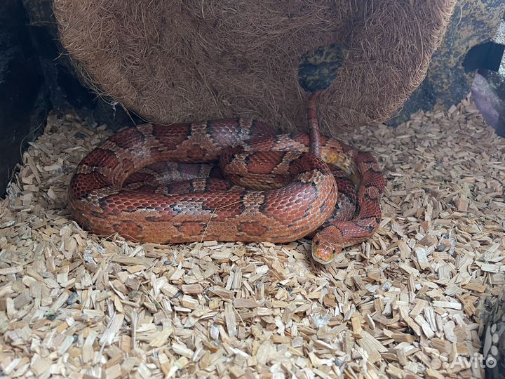 Маисовый полоз с террариумом