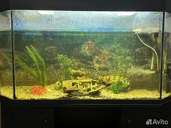 Аквариум с тумбой и рыбками 200л