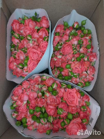 Розы оптом и в розницу. кустовые розы