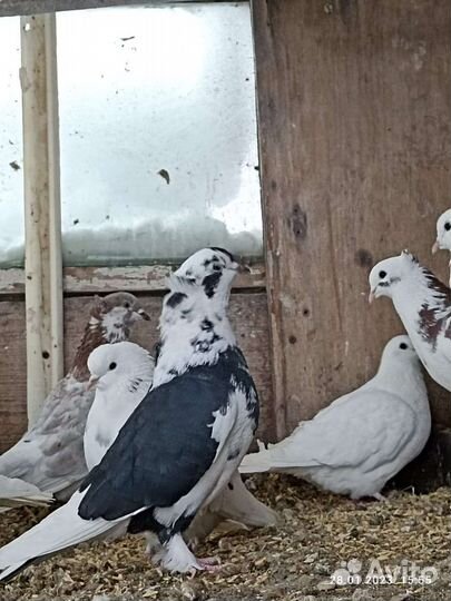 Голуби птицы