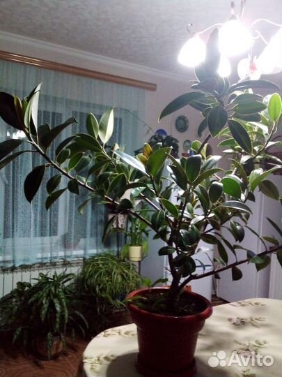 Фикус каучуконосный