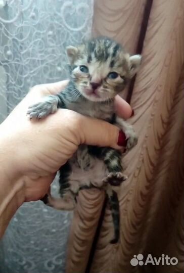 Котята ищут дом
