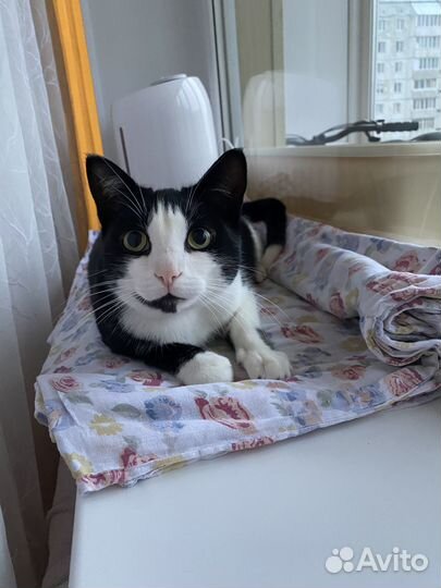 Кот в добрые руки