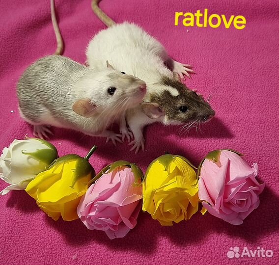 Крысята дамбо девочки редкие