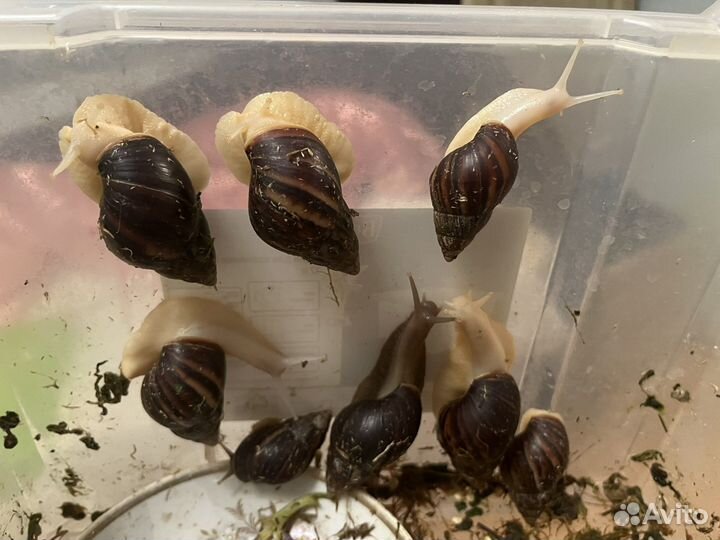 Улитки ахатины бесплатно