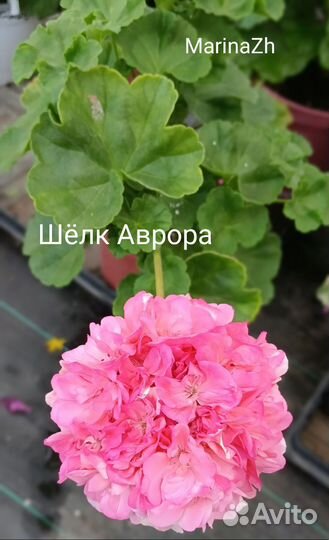 Пеларгония сортовая